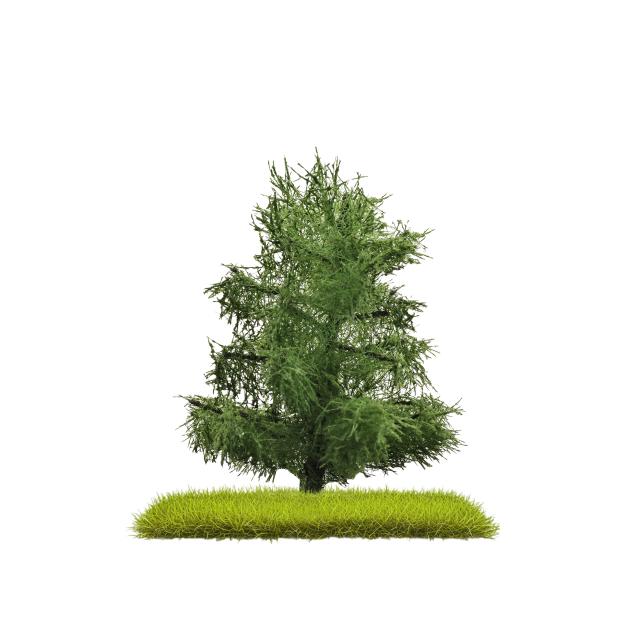 Busch 3805 2 FICHTEN 80 MM H0/N/TT