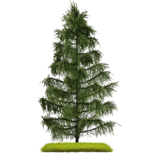 Busch 3807 FICHTE 210 MM H0/TT