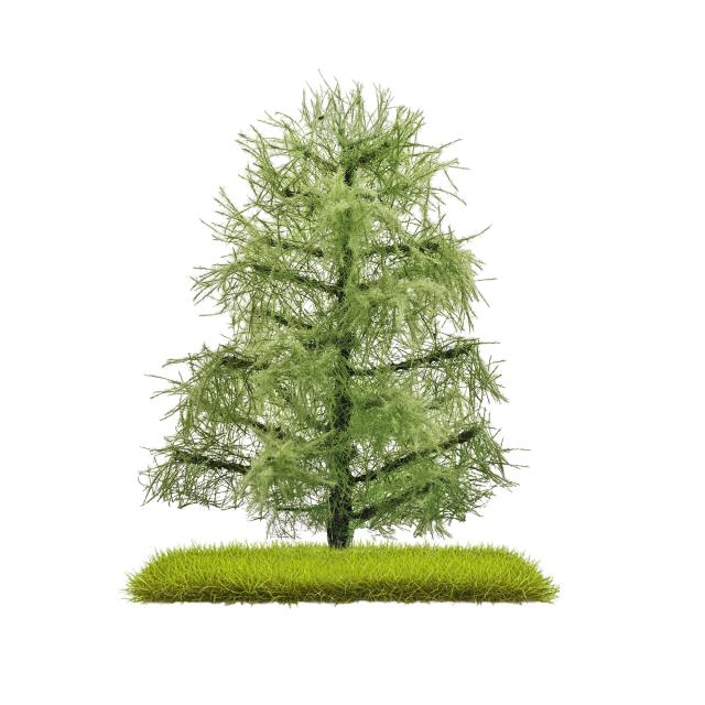 Busch 3811 2 LÄRCHEN SOMMER 80 MM H0/N/T