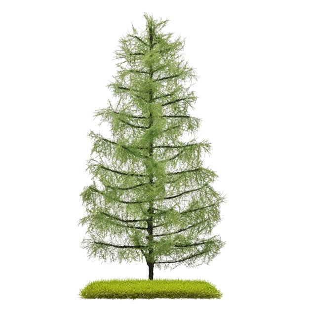 Busch 3813 LÄRCHE SOMMER 210 MM H0/TT