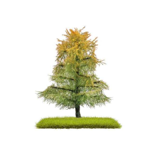 Busch 3815 2 LÄRCHEN SPÄTSOMMER  80 MM H