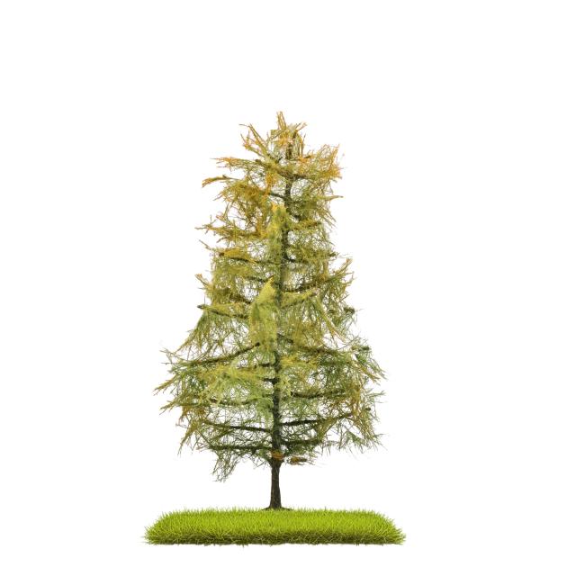 Busch 3816 LÄRCHE SPÄTSOMMER 140 MM H0/T